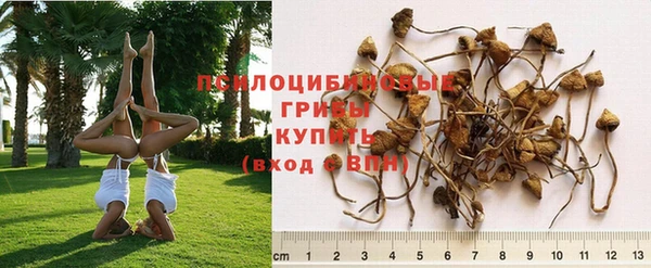 кокс Аркадак